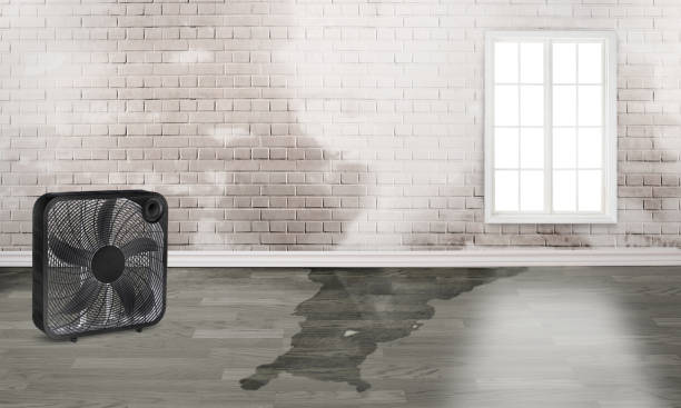 Best Mold removal after water damage  in Wilson, PA